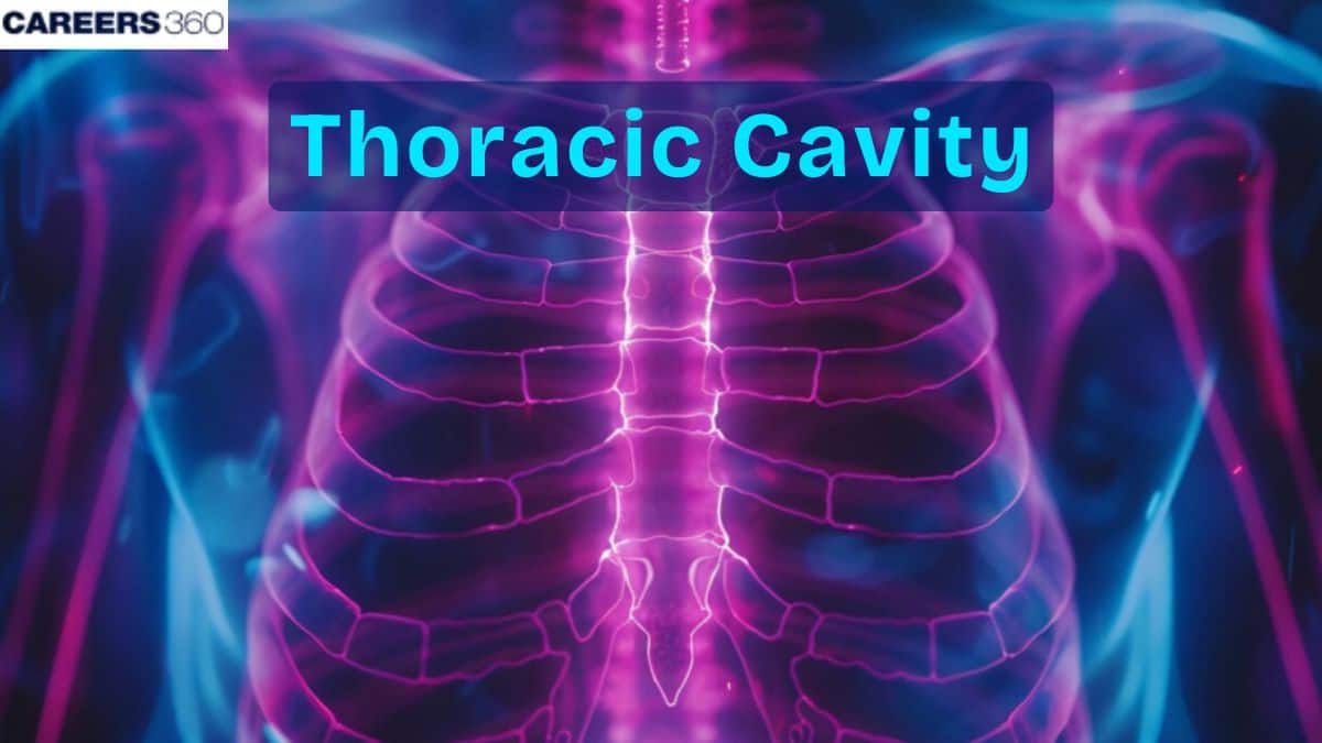 Thoracic Cavity: Meaning, Organs, Diagram, Functions